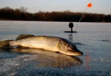 На Вінниччині забороняють лов щуки, штраф понад 3 тис грн за рибину