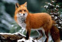 Майже 600 лисиць вполювали мисливці на Вінниччині