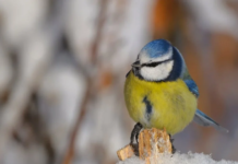Прогноз погоди у Вінниці на 25 лютого