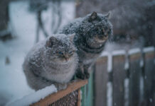 На Вінниччині оголосили жовтий рівень небезпечності через ожеледь і мокрий сніг