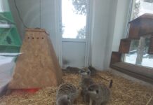 У Подільському зоопарку народилося маля сурікатів