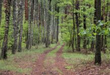 Громаді на Вінниччині через суд повернули 5 гектарів лісу