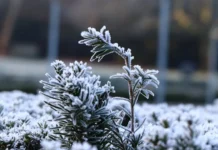 Якою буде погода у Вінниці 19 лютого
