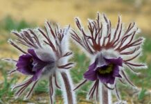 КЕКЦ просить мешканців Вінниччини повідомити про місця зростання сон-трави