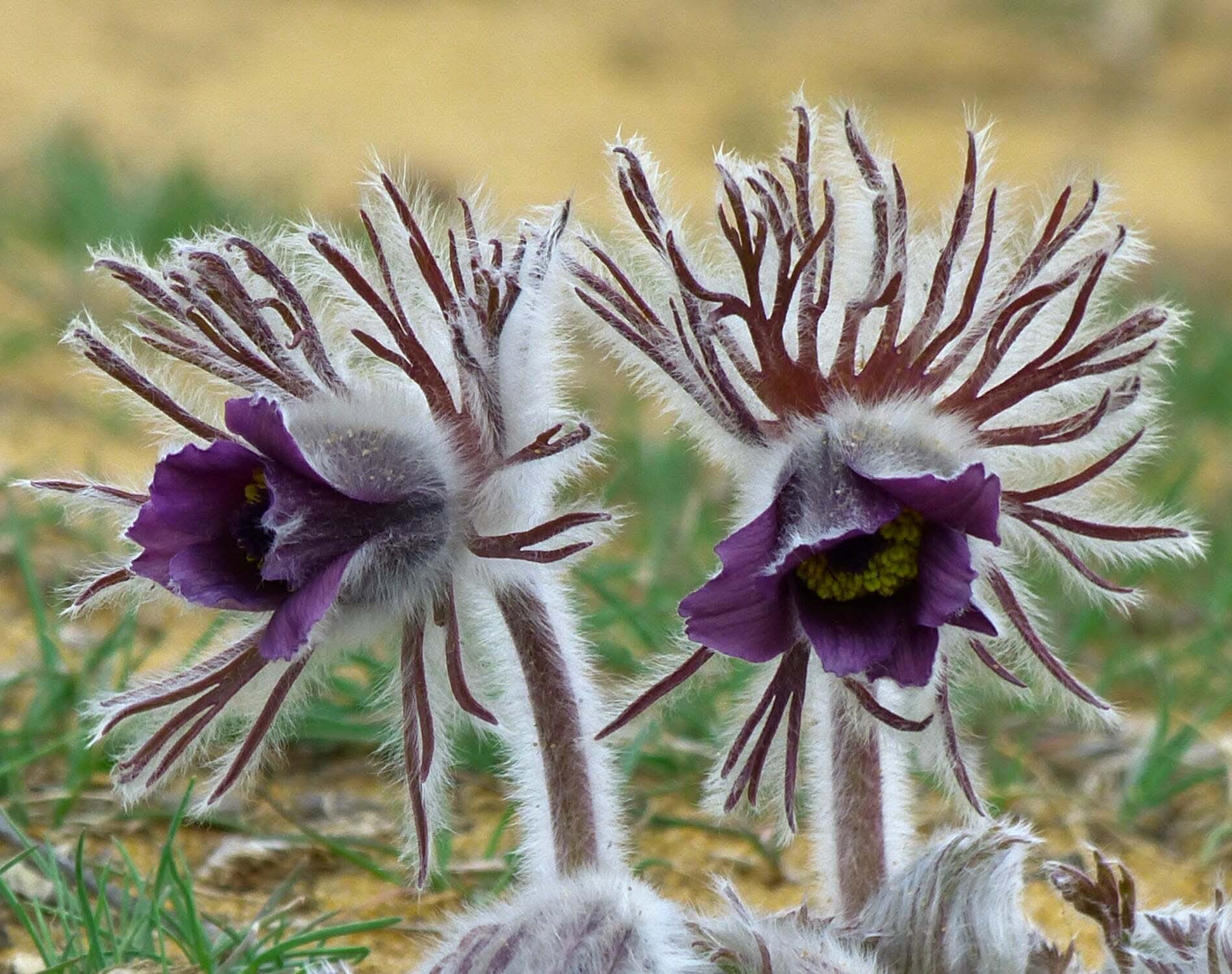КЕКЦ просить мешканців Вінниччини повідомити про місця зростання сон-трави