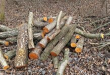 На Вінниччині виявили незаконну порубку дерев: збитки перевищили 535 тисяч гривень