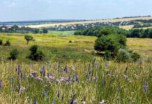 На Вінниччині можуть звільнити 16,6 га заповідника від незаконного полювання