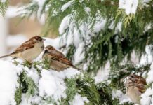 Прогноз погоди у Вінниці 12 лютого