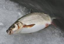 На Вінниччині зросла загроза заморів риби у зимовий період