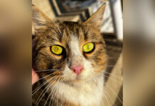 Без дому й тепла: як безпритульні тварини переживають зиму у Вінниці