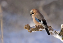 У Вінниці 15 лютого буде хмарно та мокро