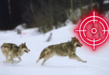 У Тульчинському районі проводитимуть відстріл хижих тварин