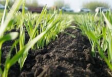 Озимі культури на Вінниччині перезимували стабільно: аграрії готуються до підживлення