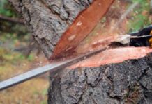 На Вінниччині незаконний лісоруб сплатив понад мільйон гривень збитків