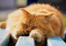 Астрономічна весна у Вінниці: прогноз погоди на суботу, 21 березня