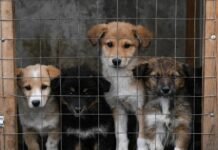 Як у Вінниці контролюють чисельність бездомних тварин