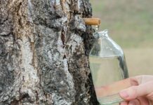 В Україні розпочався сезон заготівлі березового соку: що варто знати