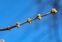 Прогноз погоди у Вінниці 26 березня