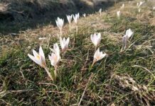 КЕКЦ просить вінничан повідомляти місця росту шафрану сітчастого