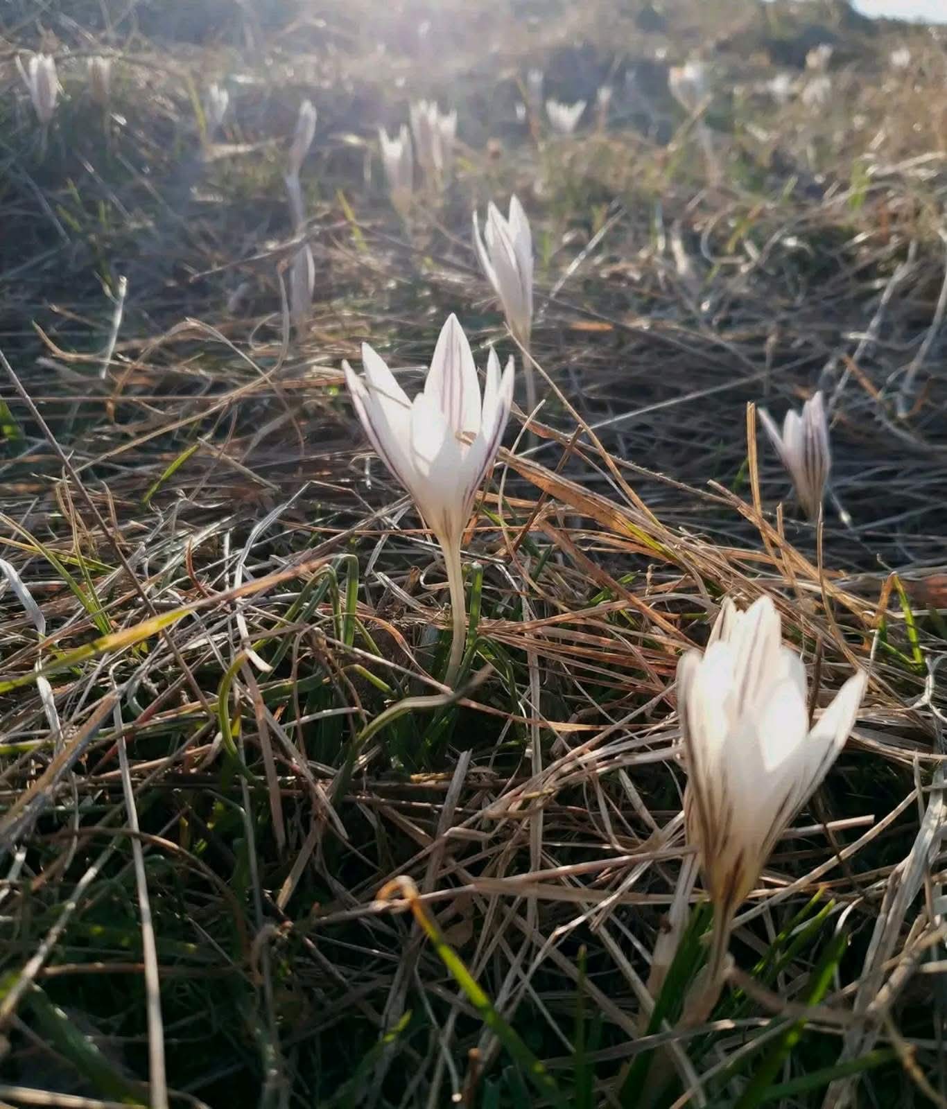 КЕКЦ просить вінничан повідомляти місця росту шафрану сітчастого