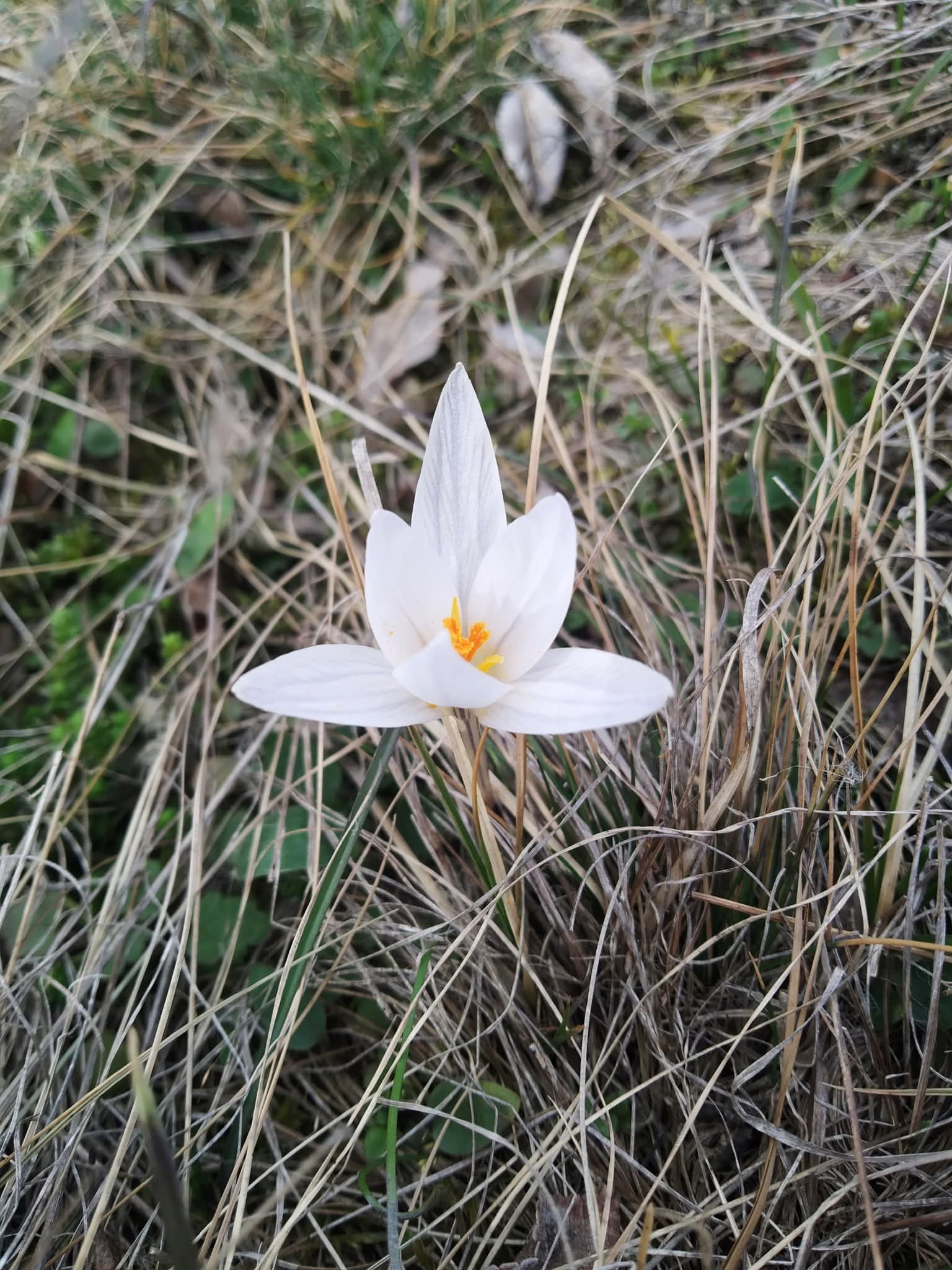 КЕКЦ просить вінничан повідомляти місця росту шафрану сітчастого