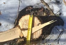 На Вінниччині викрили незаконну порубку 62 акацій