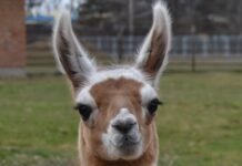 Подільський зоопарк змінює графік роботи