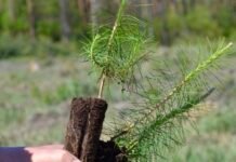 Мільйони нових дерев: на Вінниччині готуються до масштабноі весняної висадки лісу