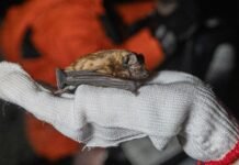 У Вінниці випустять у природу близько 150 кажанів після зимової реабілітації