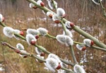 Прогноз погоди у Вінниці на 20 березня