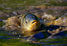На Вінниччині починається нерест: за порушення — штрафи