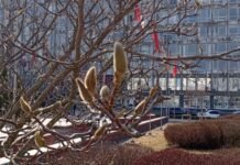 Погода у Вінниці 27 березня: весняне тепло на фоні хмарного неба