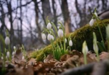 У Вінниці 19 березня буде хмарно, але без опадів