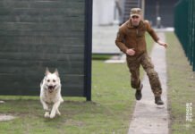 Тандем на варті безпеки: у Вінниці пройшли масштабні збори гвардійців-кінологів