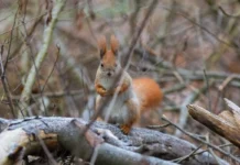 Прогноз погоди у Вінниці на 8 квітня