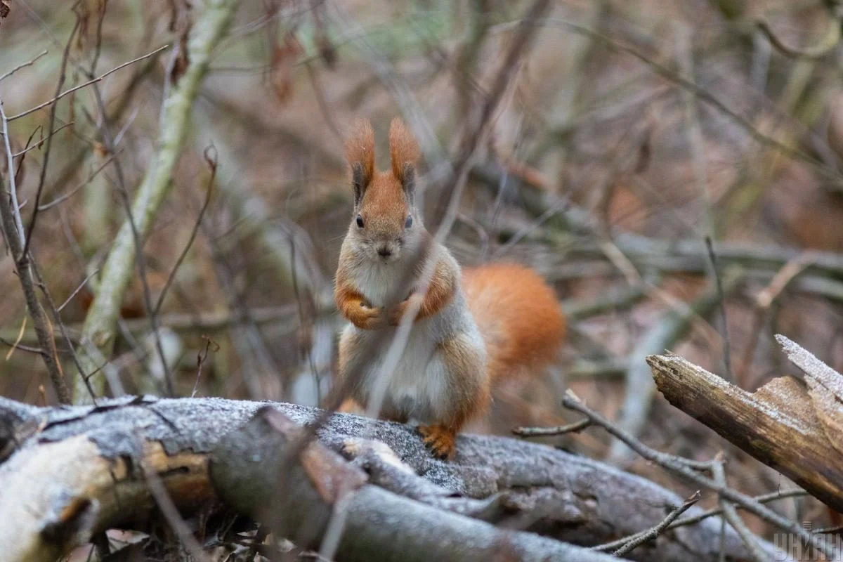 Прогноз погоди у Вінниці на 8 квітня