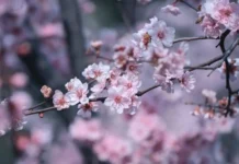 Прогноз погоди у Вінниці на 23 квітня