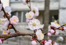 У Вінниці 27 квітня очікується теплий і сонячний день без опадів