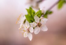 У Вінниці 12 квітня прогнозують дощ і прохолодну погоду