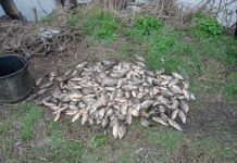 На Вінниччині браконьєр наловив риби на понад 7 млн грн збитків