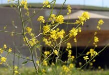 Якою буде погода у Вінниці у понеділок, 20 квітня