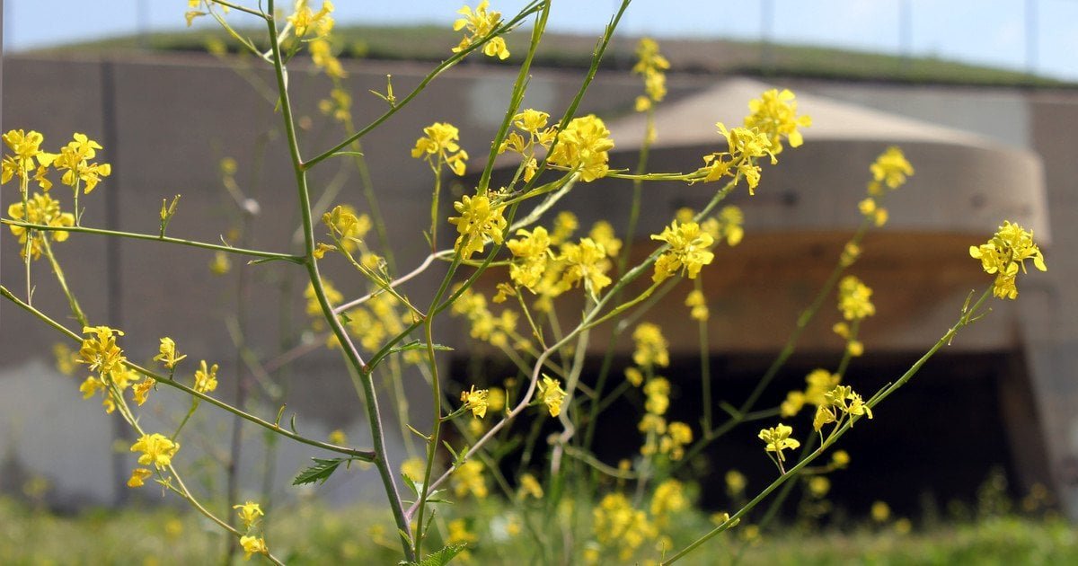 Якою буде погода у Вінниці у понеділок, 20 квітня