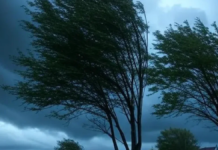 На Вінниччині 24 квітня прогнозують шквальний вітер