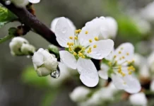 Якою буде погода у Вінниці 22 квітня