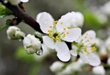 Прогноз погоди у Вінниці на 19 квітня