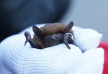 У Вінниці випустили 150 кажанів після зимової реабілітації