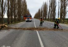 Наслідки негоди: у чотирьох громадах прибирали повалені дерева