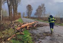 На Вінниччині негода повалила дерева та ускладнила рух транспорту