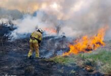 Пожежі на Вінниччині: за добу вигоріло понад 2 гектари територій
