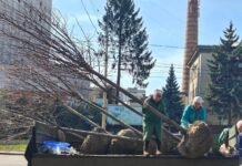 У Вінниці триває весняне озеленення: на Хмельницькому шосе висаджують липи